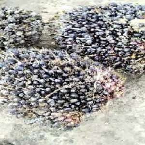 unripe_train (965).jpg