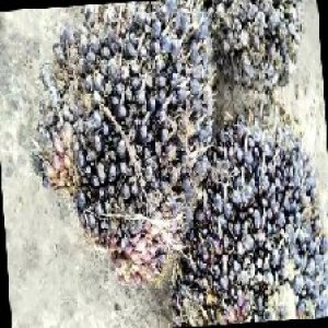 unripe_train (966).jpg