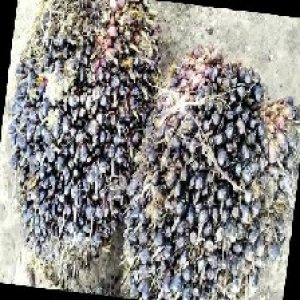 unripe_train (967).jpg