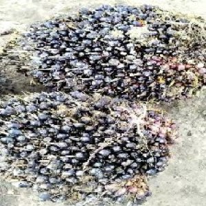 unripe_train (968).jpg