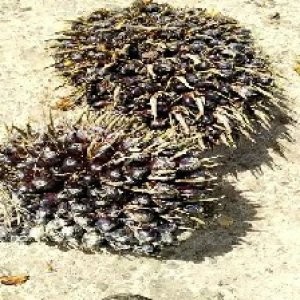 unripe_train (969).jpg