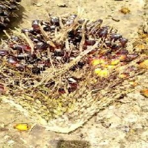 unripe_train (97).jpg