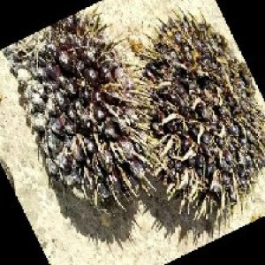 unripe_train (970).jpg