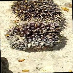 unripe_train (971).jpg