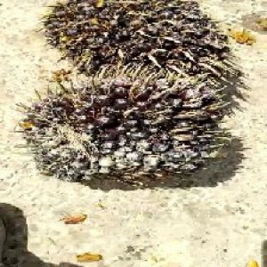 unripe_train (972).jpg