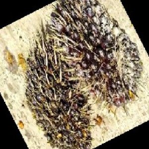 unripe_train (973).jpg