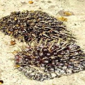 unripe_train (974).jpg