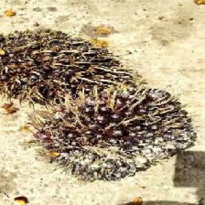 unripe_train (975).jpg