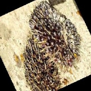 unripe_train (976).jpg