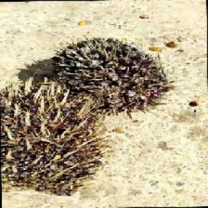 unripe_train (977).jpg