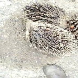 defect_valid (107).jpg