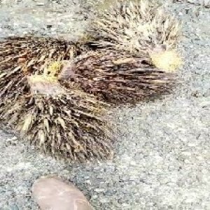 defect_valid (150).jpg