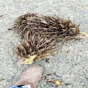 defect_valid (152).jpg