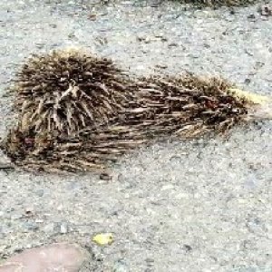 defect_valid (154).jpg