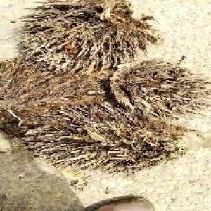 defect_valid (158).jpg