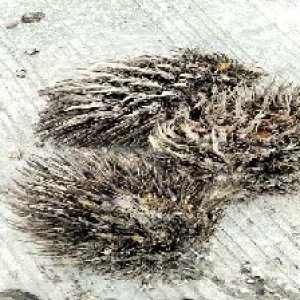 defect_valid (165).jpg