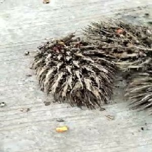 defect_valid (166).jpg