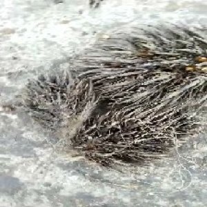 defect_valid (185).jpg