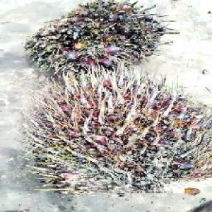 defect_valid (190).jpg