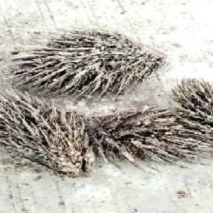 defect_valid (204).jpg