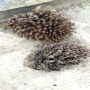 defect_valid (206).jpg