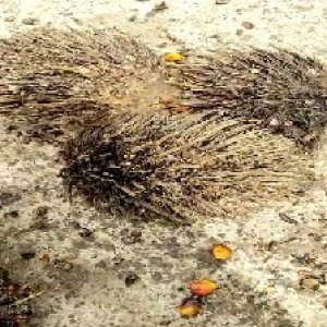 defect_valid (213).jpg