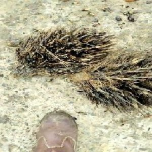 defect_valid (218).jpg