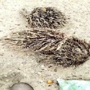 defect_valid (224).jpg