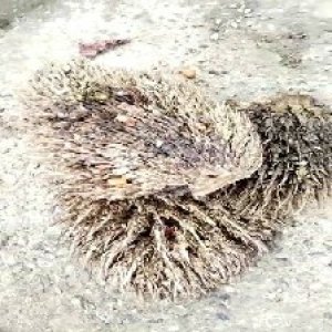 defect_valid (230).jpg