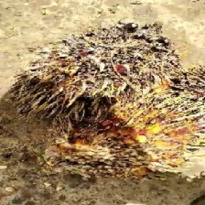 defect_valid (232).jpg