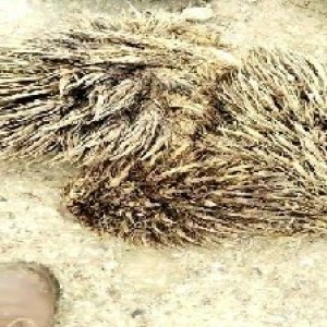 defect_valid (63).jpg