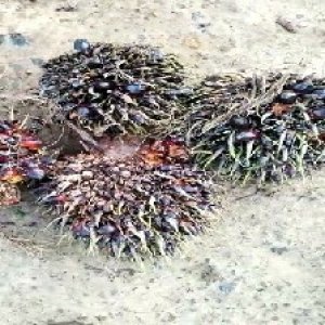 defect_valid (68).jpg