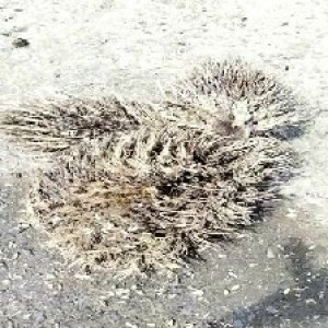 defect_valid (96).jpg