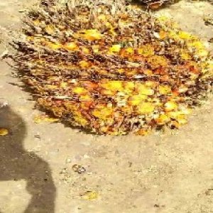 overripe_valid (101).jpg