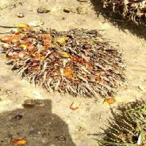 overripe_valid (102).jpg