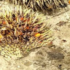 overripe_valid (11).jpg