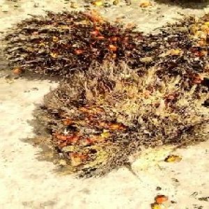 overripe_valid (110).jpg