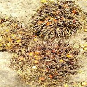 overripe_valid (112).jpg