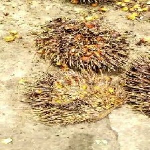 overripe_valid (113).jpg