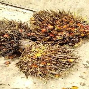 overripe_valid (115).jpg