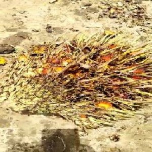 overripe_valid (12).jpg