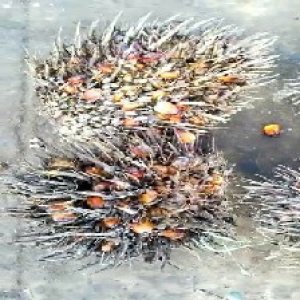 overripe_valid (121).jpg