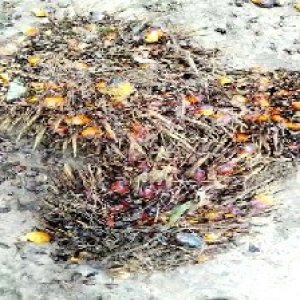 overripe_valid (130).jpg