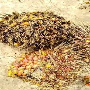 overripe_valid (131).jpg