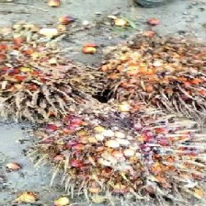 overripe_valid (137).jpg