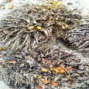 overripe_valid (142).jpg