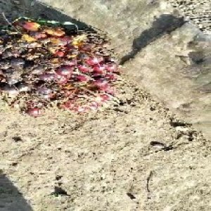 ripe_valid (104).jpg