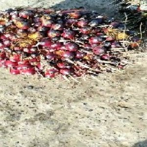 ripe_valid (109).jpg