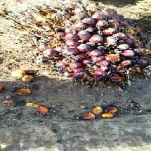 ripe_valid (112).jpg