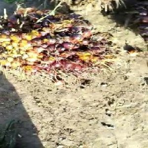 ripe_valid (114).jpg